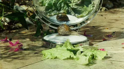 Casting Saintonge giratoire