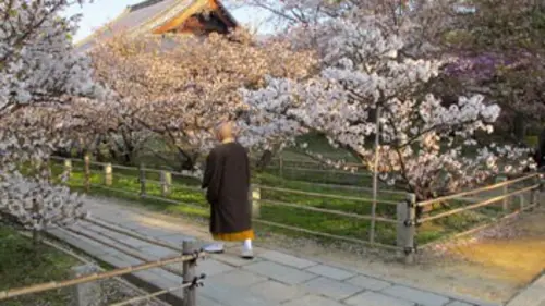 Sakura ou le printemps japonais