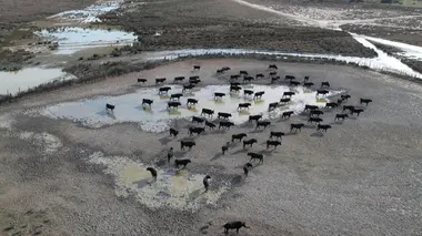 Camargue, à la croisée des eaux