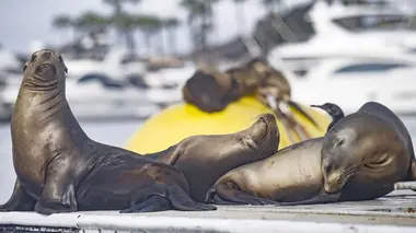San Diego sauvage