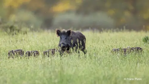 Sangliers & Cie replay