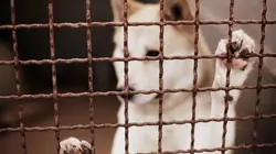 Sans collier Mission adoption