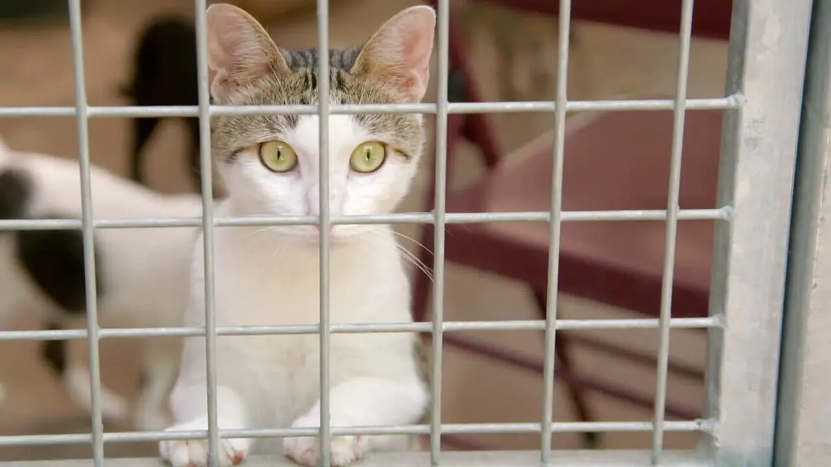 Visuel de Sans collier Mission adoption