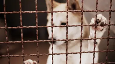 Sans collier Mission adoption
