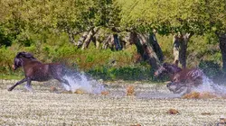 Sardaigne, de roches et de pierres