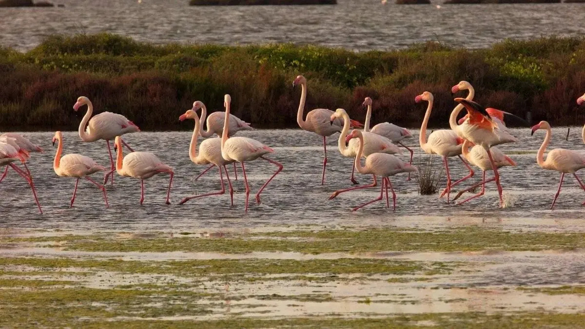 Sardaigne, île sauvage