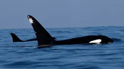 Sardine Run, le plus grand festin de l'océan