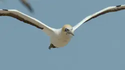 Sardine Run, le plus grand festin de l'océan