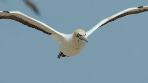 Sardine Run, le plus grand festin de l'océan