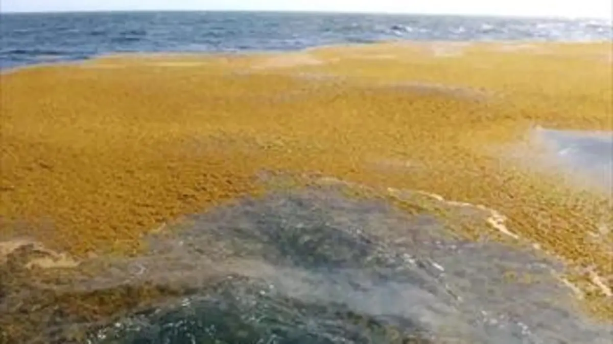 Sargasses : algues brunes, idées vertes