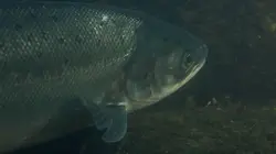 Saumon, histoire d'un retour