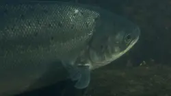 Saumon, histoire d'un retour