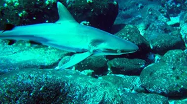 La fosse aux requins