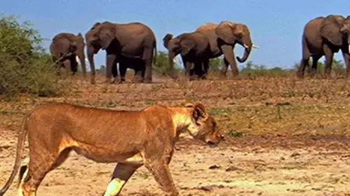 Sauvagement vôtre E01 La part du lion