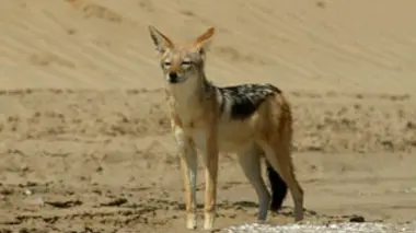 Les chacals ou l'esprit de famille