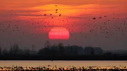 Sauvages chevaux de la Puszta : Au coeur des steppes hongroises