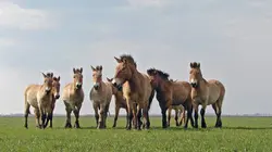 Sauvages chevaux de la Puszta : Au coeur des steppes hongroises
