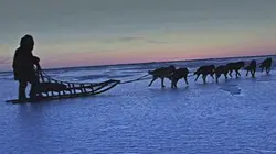 Visuel de Sauvé grâce aux chiens de traîneau