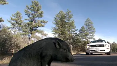 Le porc et la mourante