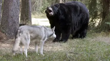 Le chien et l'ours