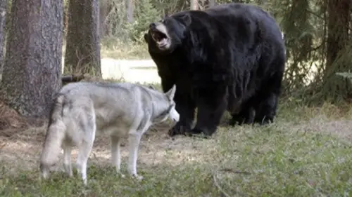 Sauvé par un animal E01 Le chien et l'ours