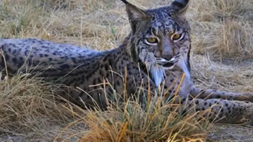 Sauver le lynx ibérique