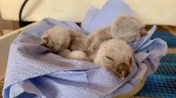 Sauver les hiboux, c'est chouette