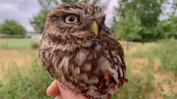 Sauver les hiboux, c'est chouette