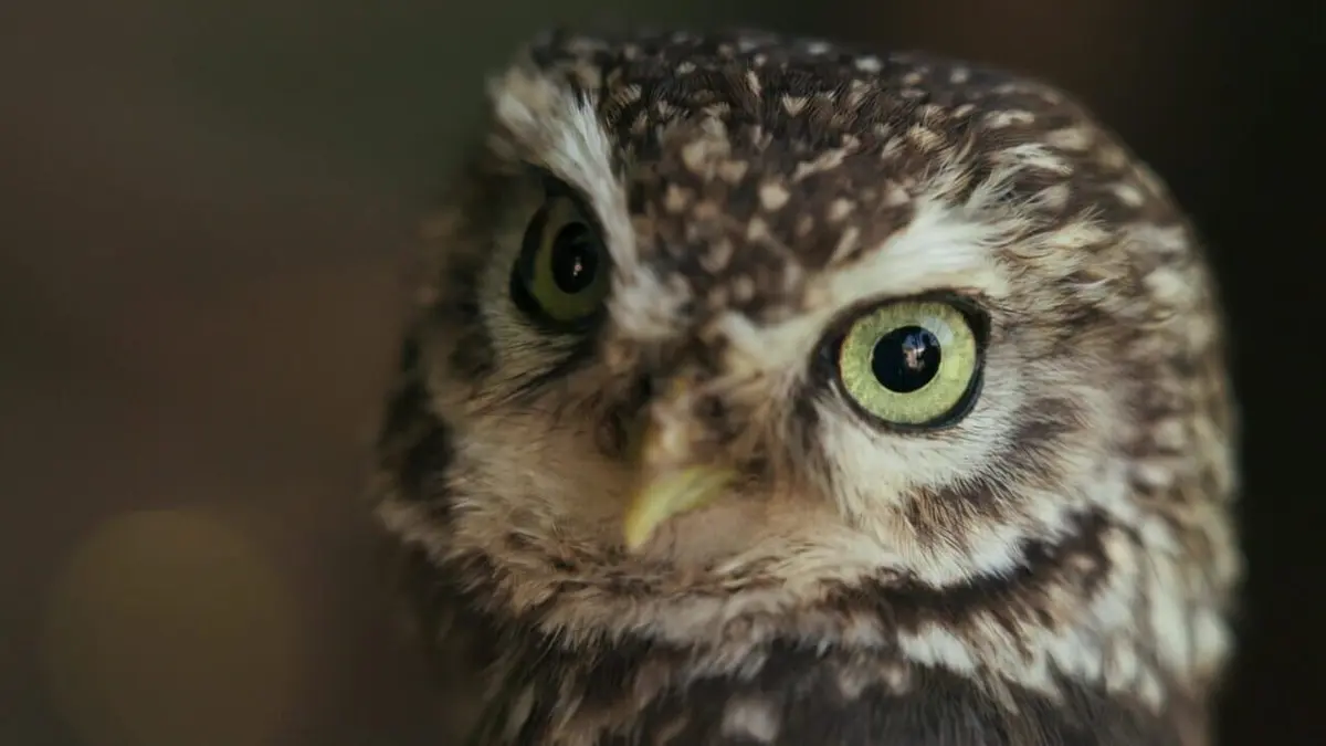 Sauver les hiboux, c'est chouette