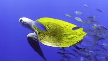 La tortue qui venait d'ailleurs