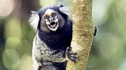 Miraculés de l'évolution Les tamarins assiégés