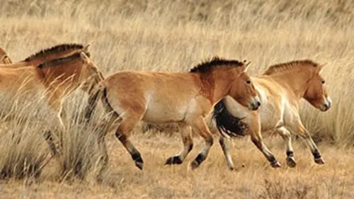 Miraculés de l'évolution Les chevaux qui voulaient un roi