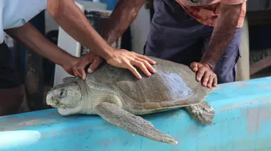 La tortue qui venait d'ailleurs