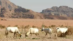 Sauvés de l'extinction E03 Oryx : les exfiltrés