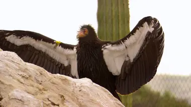 Sauvés de l'extinction E02 L'oeuf du condor