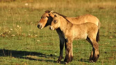 Sauvés de l'extinction Les chevaux qui voulaient un roi