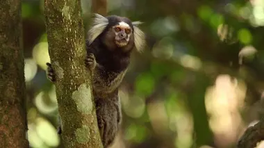 Sauvés de l'extinction Les tamarins assiégés