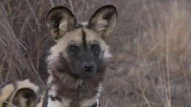 Sauvés de l'extinction S02E02 La malédiction du Lycaon