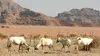 Sauvés de l'extinction E03 Oryx : les exfiltrés