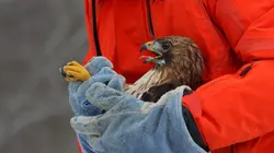 Sur Animaux à 20h35 : Sauvetage animal