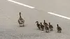 Sauvetage animal