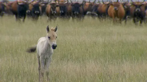 Sauvez les animaux E03 Retour à la vie sauvage
