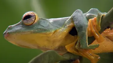 A la recherche de nouvelles espèces