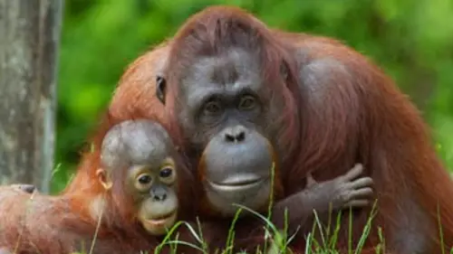 Sauvez les grands singes de Malaisie