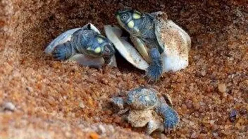 Sauvez les tortues !