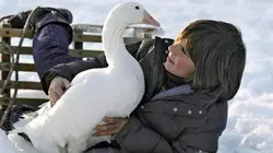 Visuel de Sauvez mon oie