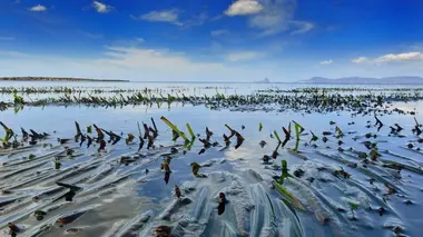 Sauvons la Méditerranée