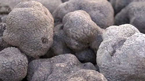 Savoureuses campagnes Richerenches