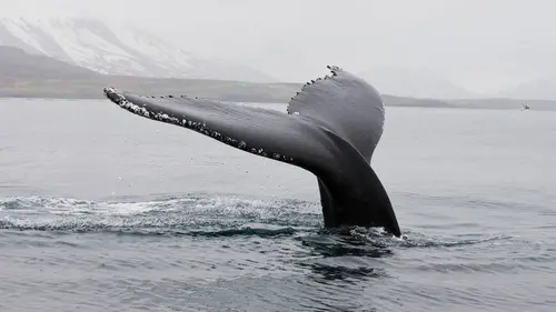 Scandinavie : l'appel de la nature E03 La baleine