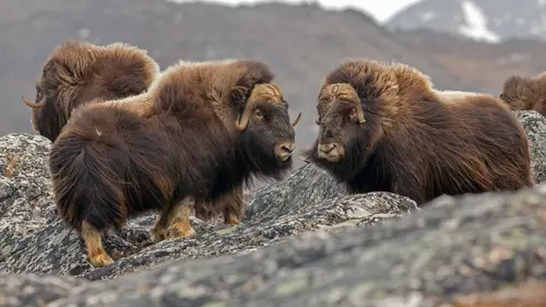 Scandinavie : l'appel de la nature E04 Le boeuf musqué